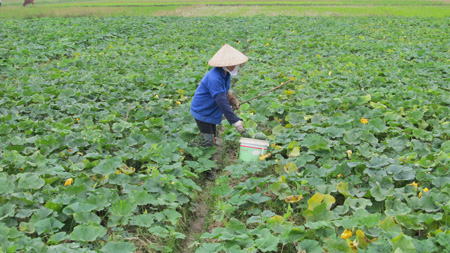 Hưng Yên Cây vụ đông sớm đem lại hiệu quả kinh tế cao cho nông dân Ân Thi